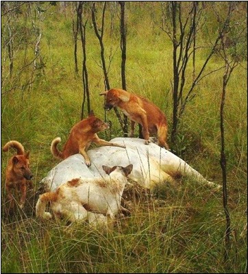 Cattle predation by wild dogs